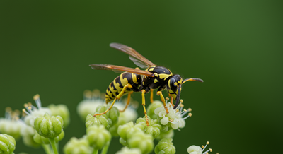 Modesto Wasp Control & Nest Removal | Diamond Pest Experts